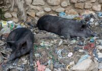 SOS ! Des cochons meurent subitement dans la Grand’Anse et leurs chaires, vendues sur le marché