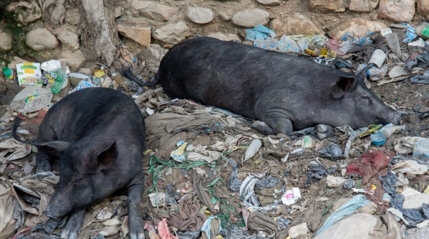 SOS ! Des cochons meurent subitement dans la Grand’Anse et leurs chaires, vendues sur le marché